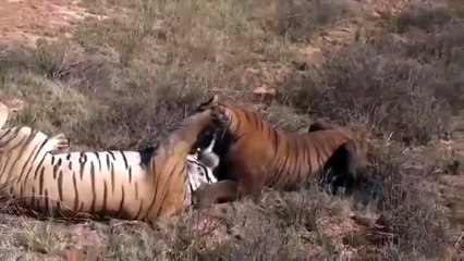 اغرب مقطع اقوى واشرس لقتال النمور لبعضها البعض شاهد الفيديو للنهاية!!!