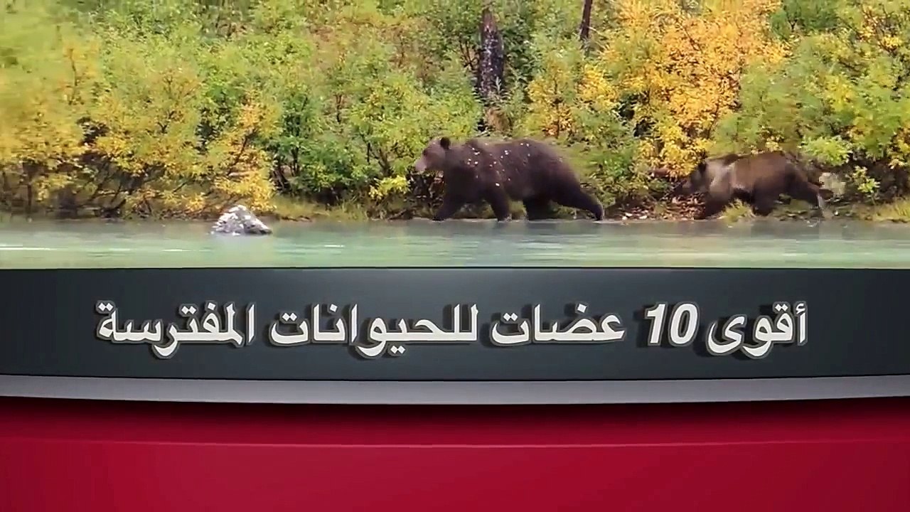 اقوى 10 عضات للحيوانات المفترسة