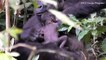 Rare sighting of newborn gorilla baby cuddling with her mother