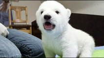 See this baby polar bear grow up in under 2 minutes