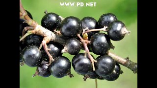 Black Currant Hard Candy, the Illegal Fruit.