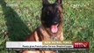 Russia gives French police German Shepherd puppy