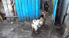 Cameroon goat boy Benya gets acquainted with goat girl Zoria Cameroonian mini goat