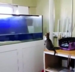 Kedi Sığırlık Yaptı | Bakın Olanlara