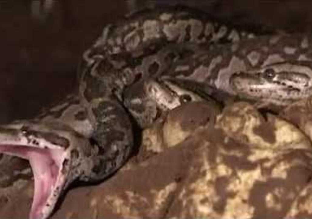 New Research Finds Cold-Blooded Pythons Make Caring Mothers