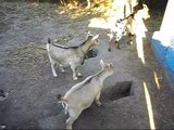Cameroon goat get acquainted immediately withthe whole herd of goat girls. The goat's attack, attacks the person