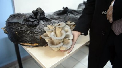 Kültür mantarı üreticisi aranıyor - ARDAHAN