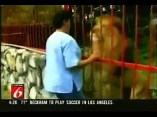 A lion finds the mistress who had looked after him as a puppy