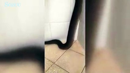 Reklamı Kapat 2 Buçuk Metrelik Dev Piton, Banyoda Duş Alırken Görüntülendi
