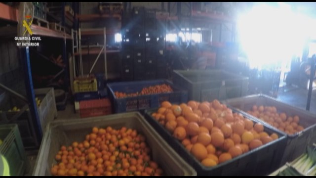 Dos clanes familiares robaban cítricos en fincas agrícolas de Sevilla