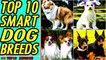 TOP 10 Most Intelligent Dog Breeds