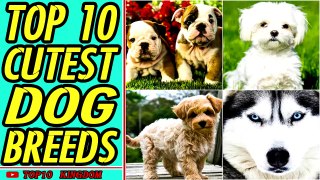 TOP 10 Most Cutest Dog Breeds