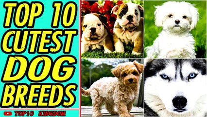 TOP 10 Most Cutest Dog Breeds