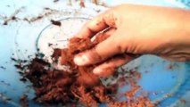 How to make Coco-peat At Home / Gardening tips & tricks // Mammal Bonsai ( Hindi)