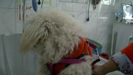 Minik terrier cinsi köpeğin sahibi aranıyor