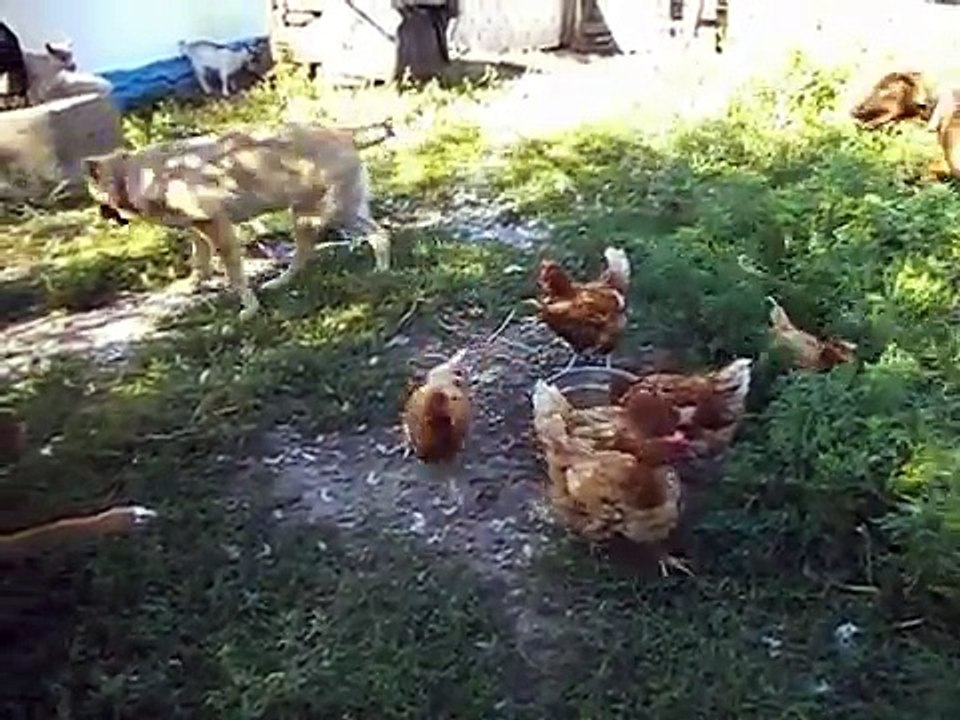 Fearless and restless Doberman chases chickens and suffers defeat from chicken Doberman VS Chicken