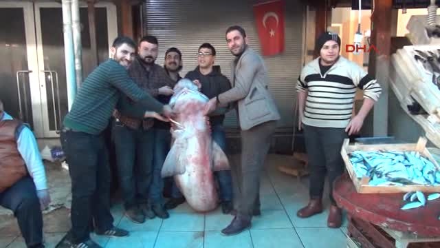 Mersin Balıkçıların Ağına 300 Kiloluk Köpek Balığı Takıldı