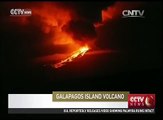 Galapagos Islands volcano erupts