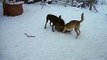 Doberman VS Central Asian Shepherd Dog, Doberman hyperactivity, dog fights interesting and funny