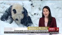 Chinese panda cub frolics in snow at US National Zoo