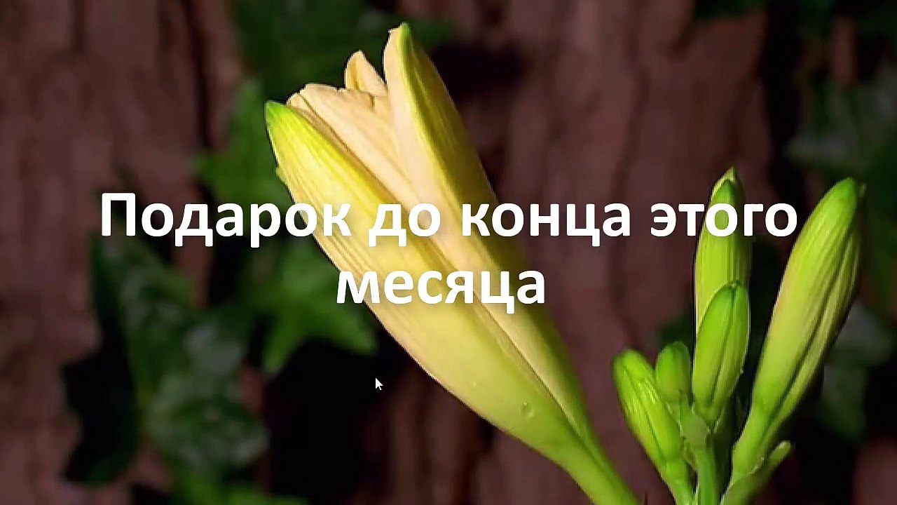 Подарок Женщинам !