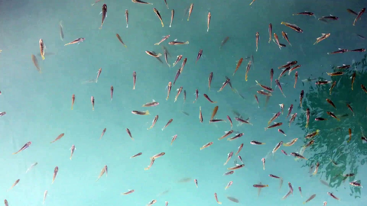 Fishes - Joseph Chidiebere Ugoeke
