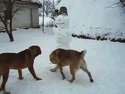 The attack of a large dog on someone a stranger, the guarding qualities of the Bordeaux Dog and Dobermann, the guard dogs