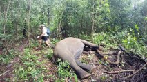 Un éléphant se réveille après avoir été tranquillisé (Gabon)