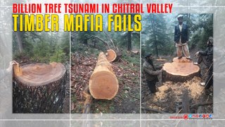 Timber Mafia Fails Billion Tree Tsunami In Chitral Valley