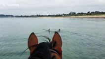 Horse goes swimming with dolphins in Australia