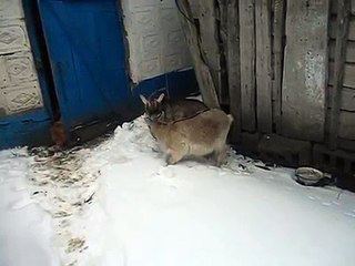 The first snow of Cameroonian goats mini goats in winter, African goats at home