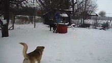 Dog shows protection qualities, beautiful snow-white winter, big snowman and big dogs