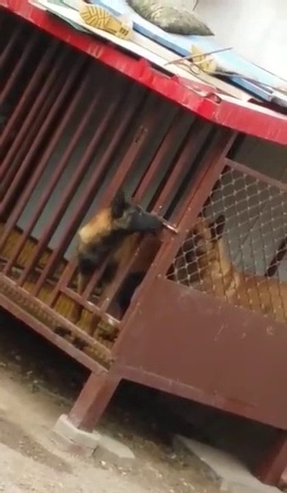 Ce chien très futé réussi à ouvrir le locket de sa cage et se libère lui et son pote