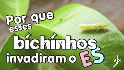 Insetos invadem a Grande Vitória