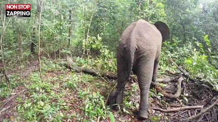 Quand un éléphant se réveille de mauvaise humeur (vidéo)