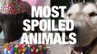 The World's Most Spoiled Animals
