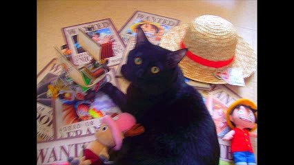 Mon petit chat LUFFY
