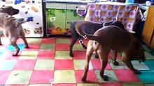 What does this dog do? It is amazing Bordeaux dogma announces a new tactic of combat such you have not seen an amazing dog