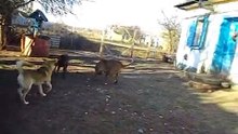 Doberman VS Bordeaux mastiff VS Central asian shepherd dog interesting fun happily