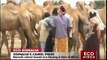 Camel: Measure of pride for nomadic Somalis