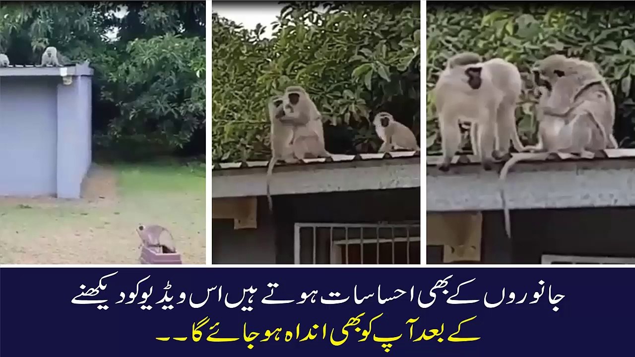 Monkey Return to Home