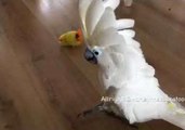 Harley the Cockatoo Gets Jealous of Plastic Toy