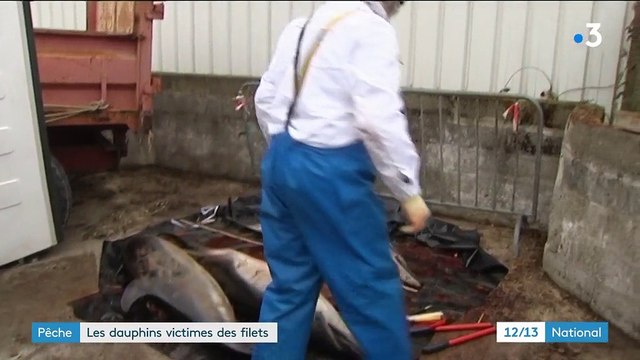 Pêche : les dauphins victimes des filets