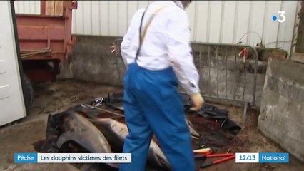 Pêche : les dauphins victimes des filets