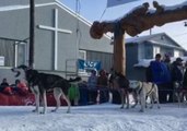 Iditarod Dog Team Barks, Howls After Fourth-Place Finish