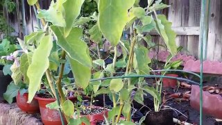 How to repot a plant in container or pot for optimum growth
