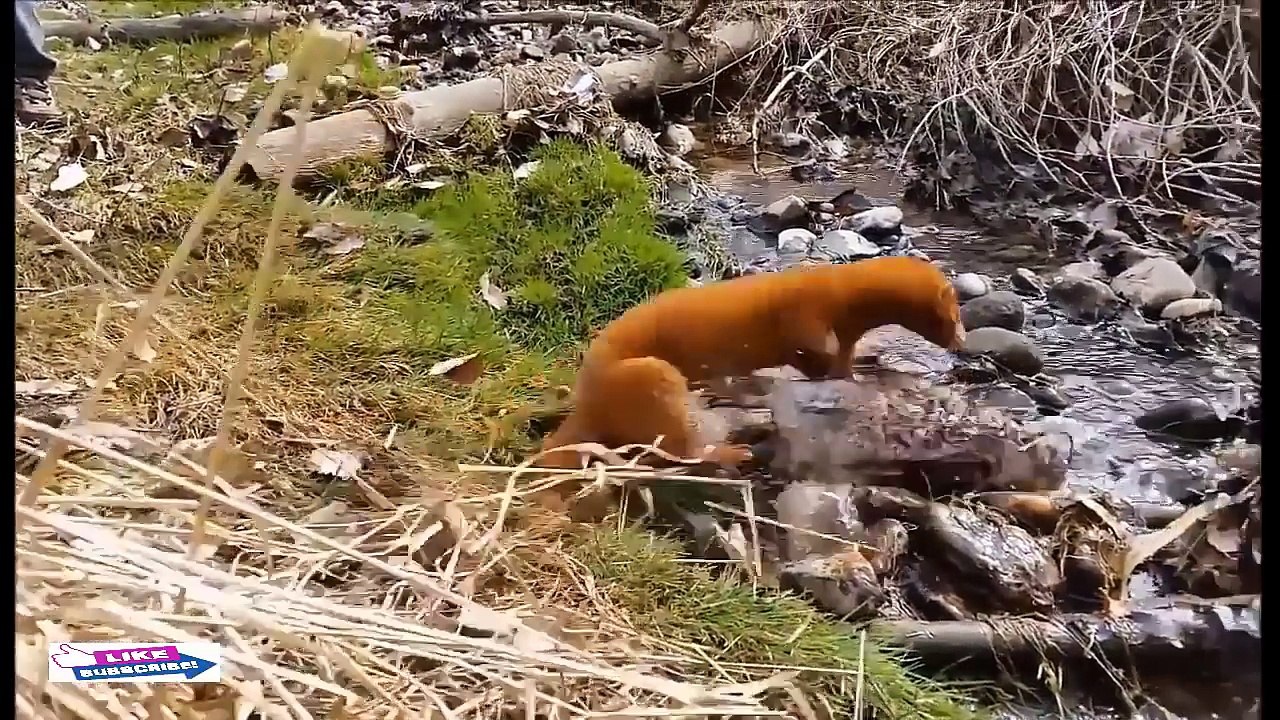 An animal weasel that terrifies rats एक जानवर भेड़िया जो चूहों को डराता है