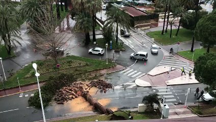 Un pin parasol se couche sur la Croisette