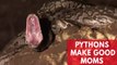 Groundbreaking report reveals pythons make good moms