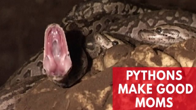Groundbreaking report reveals pythons make good moms
